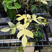 Load image into Gallery viewer, Philodendron Florida Ghost exact plant, Fedex 2day*
