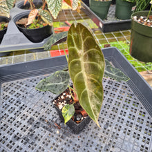 Load image into Gallery viewer, Alocasia Sedenii Aurea Variegated, Exact Plant Ships Nationwide
