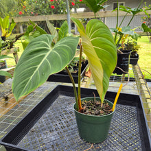 Load image into Gallery viewer, Philodendron Gloriosum, Pink Veined Back, Exact Plant
