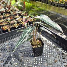 Load image into Gallery viewer, Alocasia Bambino Arrow Pink variegated exact plant, Fedex 2day*
