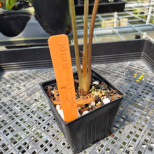 Load image into Gallery viewer, Alocasia Sanderiana Bull Aurea Variegated exact plant, Fedex 2day*
