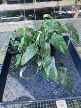 Load image into Gallery viewer, Epipremnum Pinnatum Albo, Exact Plant Variegated Ships Nationwide
