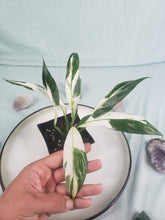Load image into Gallery viewer, Jessica &#39;peace Lily&#39;, Exact Plant, variegated Spathiphyllum
