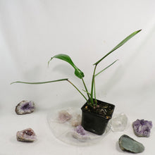 Load image into Gallery viewer, Philodendron Joepii, 2.5” pot, Fedex 2 day*
