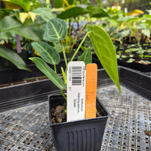 Load image into Gallery viewer, Anthurium Warocqueanum, Queen, Exact Plant Ships Nationwide
