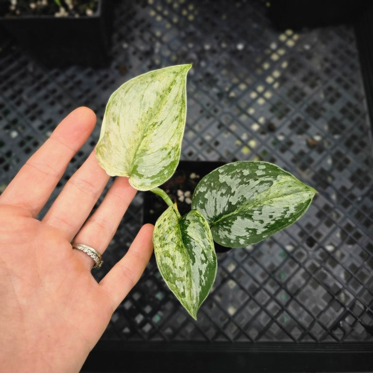 Scindapsus Peasun, Exact Plant Variegated Ships Nationwide