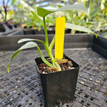 Load image into Gallery viewer, Philodendron Hastatum Silver Sword, Exact Plant Variegated Ships Nationwide
