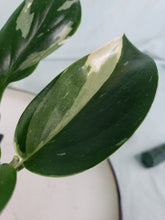 Load image into Gallery viewer, Standleyana Albo, exact plant, variegated Monstera, ships nationwide
