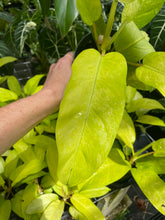 Load image into Gallery viewer, Philodendron Thai Sunrise Variegated 6" pot, Fedex 2day
