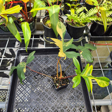 Load image into Gallery viewer, Philodendron Florida Beauty, Exact Plant Variegated Ships Nationwide
