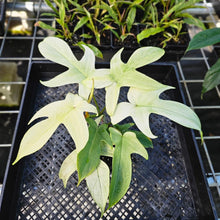 Load image into Gallery viewer, Philodendron Florida Ghost, Exact Plant 4&quot; Ships Nationwide
