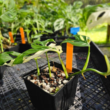 Load image into Gallery viewer, Monstera Adansonii Albo Tricolor, Exact Plant Variegated Ships Nationwide
