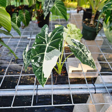 Load image into Gallery viewer, Alocasia Frydek, Exact Plant Variegated Ships Nationwide
