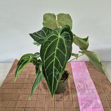 Load image into Gallery viewer, Anthurium Magnificum X Warocqueanum AFF noid, exact plant, Fedex 2day*
