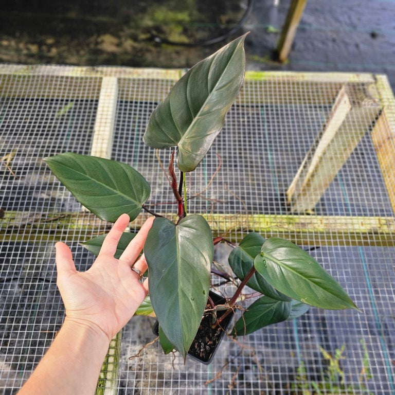 Philodendron Dark Lord, Exact Plant Ships Nationwide