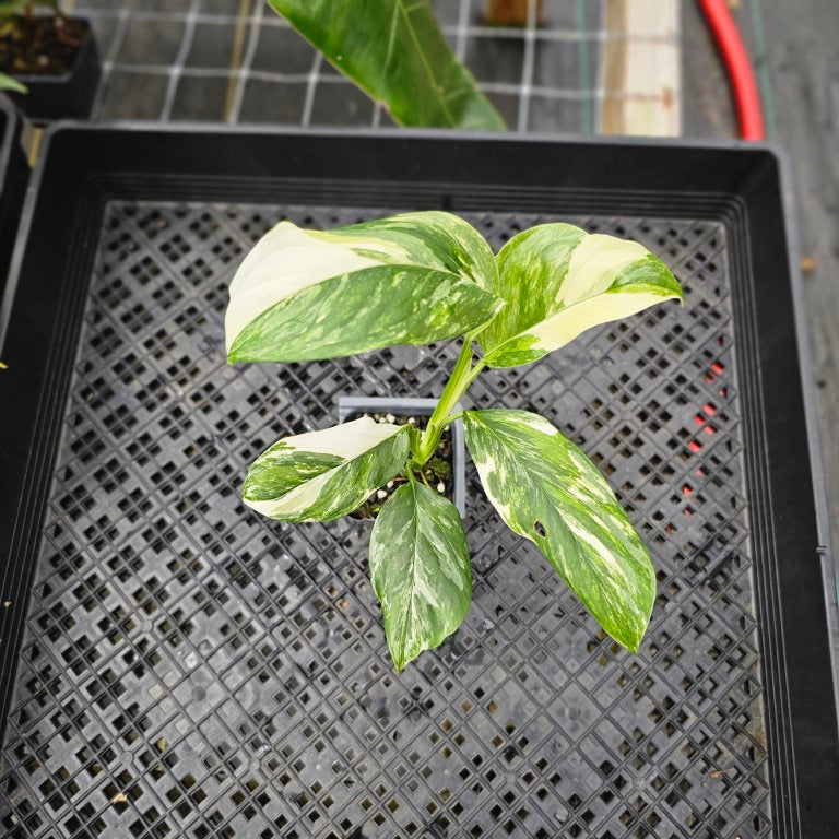 Monstera Lechleriana , Exact Plant Variegated Ships Nationwide