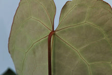 Load image into Gallery viewer, Anthurium Crystallinum Exact Plant
