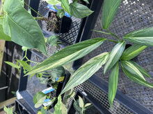 Load image into Gallery viewer, Epipremnum Amplissimum, Exact Plant Variegated Ships Nationwide
