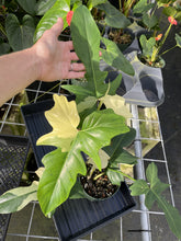 Load image into Gallery viewer, Philodendron Golden Dragon Variegated exact plant, Fedex 2day*
