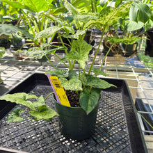 Load image into Gallery viewer, Syngonium Mojito, Exact Plant Variegated Ships Nationwide
