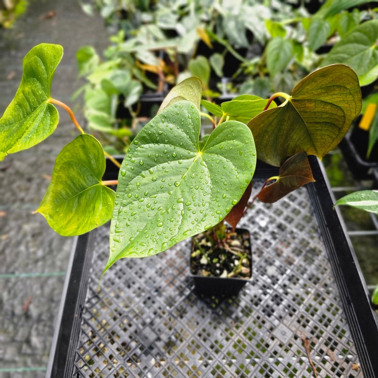 Anthurium Red Beauty, Exact Plant Multi top plant