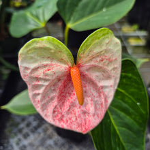 Load image into Gallery viewer, Anthurium Speckled Butterfly Shibori AFF Variegated exact plant, Fedex 2day*
