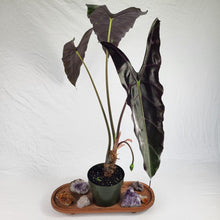 Load image into Gallery viewer, Alocasia Longiloba, Denudata, Exact Plant
