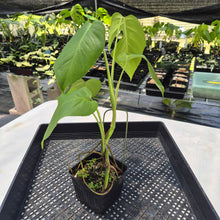 Load image into Gallery viewer, Monstera Sierrana Hawaii Clone, Exact Plant Ships Nationwide
