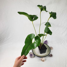 Load image into Gallery viewer, Anthurium Brownii, Exact Plant Ships Nationwide
