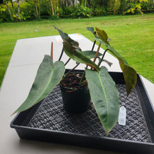 Load image into Gallery viewer, Philodendron Maximum , Exact Plant Ships Nationwide
