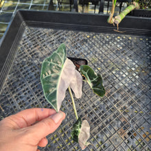 Load image into Gallery viewer, Alocasia polly pink variegated, Exact Plant Ships Nationwide.
