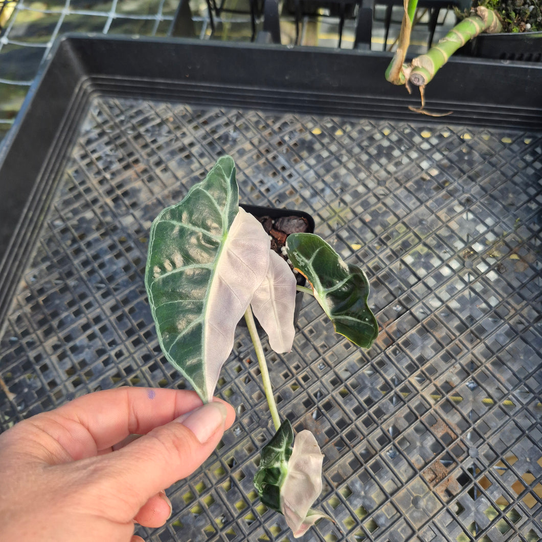 Alocasia polly pink variegated, Exact Plant Ships Nationwide.