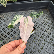 Load image into Gallery viewer, Alocasia Polly Snowflake Pink variegated exact plant, Fedex 2day*

