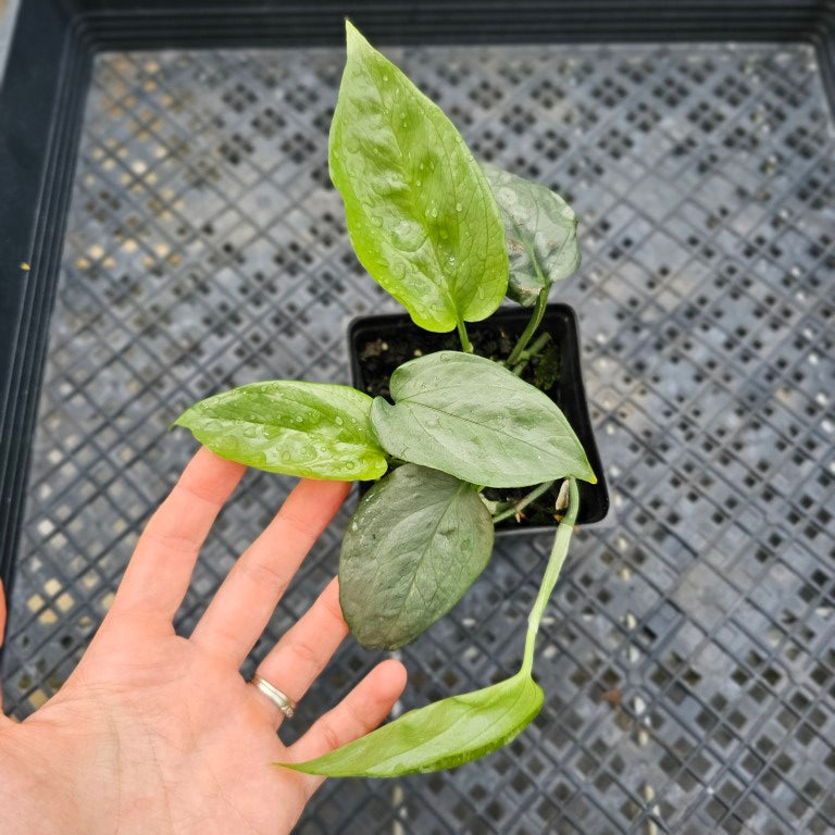 Amydrium Medium Silver, Exact Plant Ships Nationwide