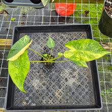 Load image into Gallery viewer, Alocasia Macrorrhiza Schock Treatment, Exact Plant Variegated Ships Nationwide
