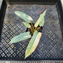 Load image into Gallery viewer, Philodendron Atabapoense, Exact Plant 4&quot; variegated Ships Nationwide
