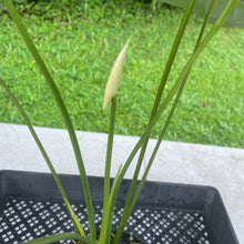 Load image into Gallery viewer, Anthurium Peppermint Splash, Shibori AFF, speckled , Exact Plant
