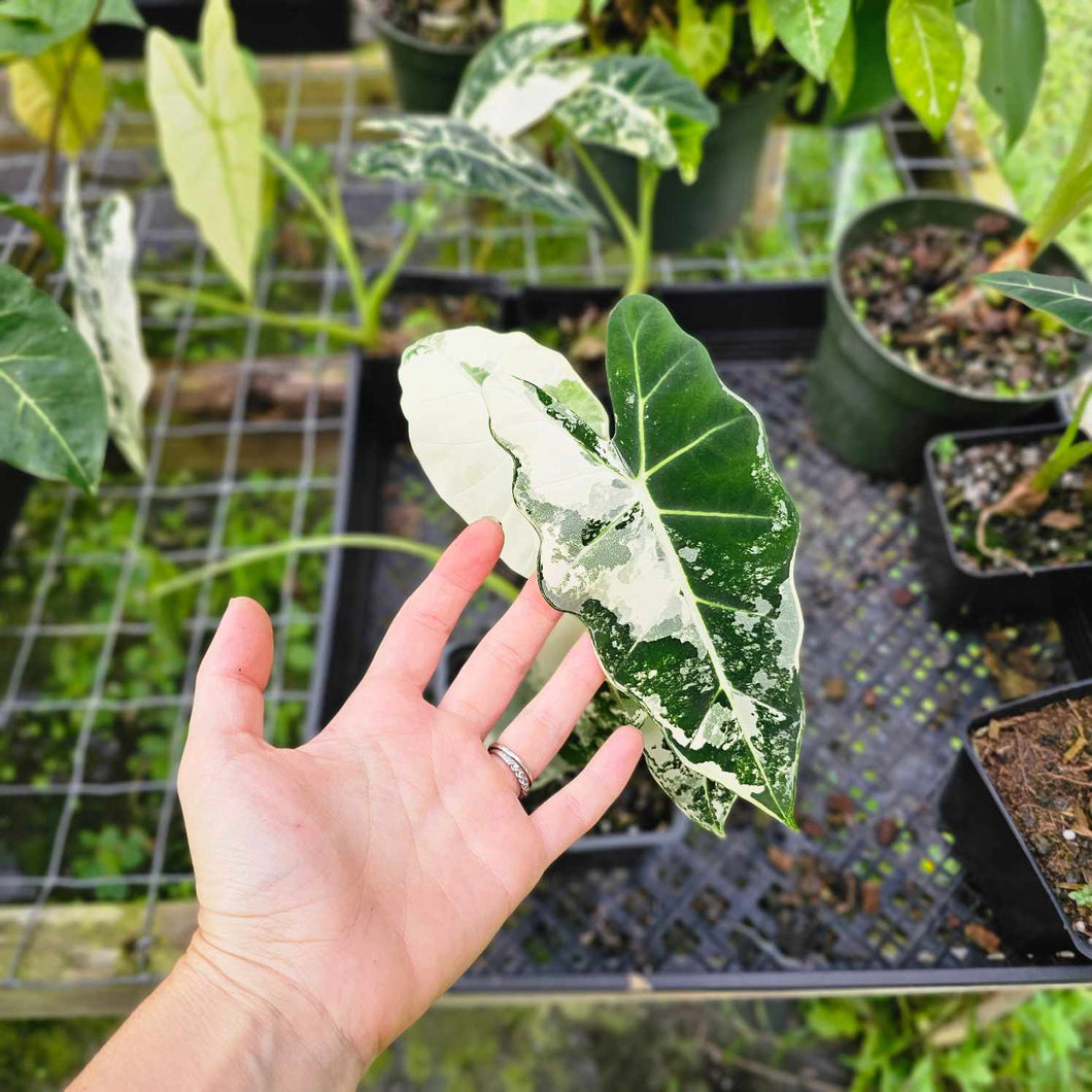 Alocasia Frydek, Exact Plant Variegated Multi plant