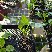 Load image into Gallery viewer, Alocasia Cucullata, Exact Plant Variegated
