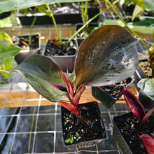 Load image into Gallery viewer, Philodendron Red Heart, Exact Plant Ships Nationwide
