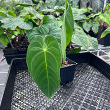 Load image into Gallery viewer, Anthurium Angamarcanum , Exact Plant Ships Nationwide
