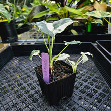 Load image into Gallery viewer, Alocasia Odora, Okinawa Silver, Exact Plant Variegated Multi pot
