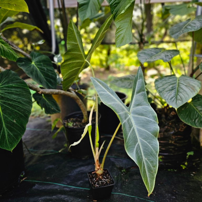 Alocasia Longiloba, Lowii, Argyreia, Exact Plant Large