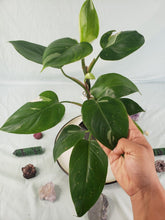 Load image into Gallery viewer, Philodendron White Princess, Exact Plant Variegated
