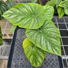 Load image into Gallery viewer, Philodendron Mamei, Exact Plant Ships Nationwide
