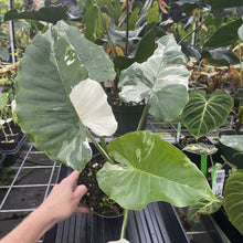 Load image into Gallery viewer, Alocasia Odora, Okinawa Silver Variegated exact plant, Fedex 2day*
