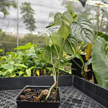 Load image into Gallery viewer, Philodendron Brandtianum, Exact Plant Mature Form Ships Nationwide
