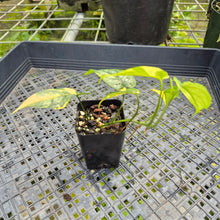 Load image into Gallery viewer, Monstera Siltepecana, Exact Plant Variegated Ships Nationwide
