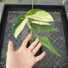 Load image into Gallery viewer, Monstera Standleyana Albo, Exact Plant Variegated Ships Nationwide
