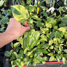 Load image into Gallery viewer, Philodendron Burle Marx, variegated, 2.5" Pot, Fedex 2 day*
